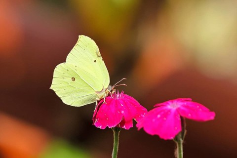 Lemon butterfly (Gonepteryx rhamny) on crown campion (Lychnis coronaria), in a nature garden,