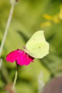 Lemon butterfly (Gonepteryx rhamny) on crown campion (Lychnis coronaria), in a nature garden,