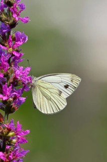 A Cabbage butterfly (Pieris brassicae) sucking nectar on the flower of the purple loosestrife
