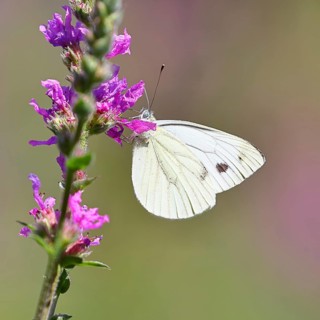 A Cabbage butterfly (Pieris brassicae) sucking nectar on the flower of the purple loosestrife