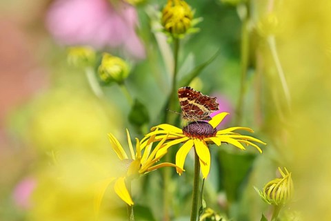 Land carat (Araschnia levana), butterfly, on a yellow coneflower (Echinacea paradoxa), macro