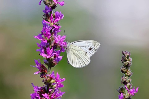 A Cabbage butterfly (Pieris brassicae) sucking nectar on the flower of the purple loosestrife