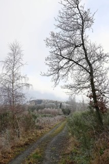 Forest path in late autumn, frost on the trees, cloudy foggy weather, Wilnsdorf, North