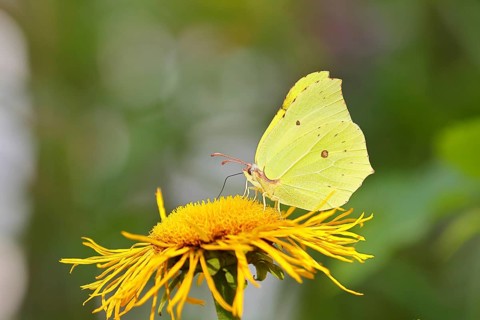 Lemon butterfly (Gonepteryx rhamny) on a yellow flower of a Great Telekie (Telekia speciosa),