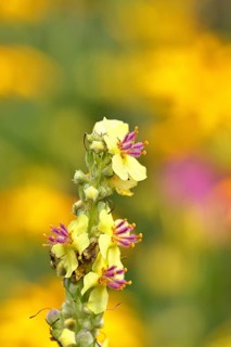 Dark mullein (Verbascum nigrum), flowers, inflorescence, in a natural garden, close-up, Wilnsdorf,