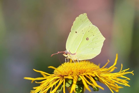Lemon butterfly (Gonepteryx rhamny) on a yellow flower of a Great Telekie (Telekia speciosa),