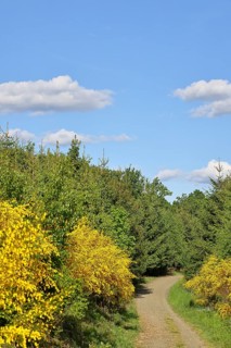 Forest path with yellow flowering broom, common broom (Cytisus scoparius), at the wayside and blue