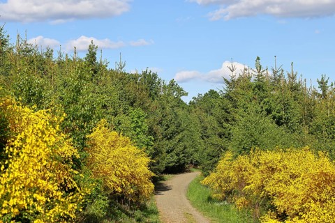 Forest path with yellow flowering broom, common broom (Cytisus scoparius), at the wayside and blue