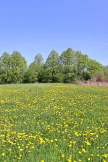 Spring meadow, with flowering dandelion (Taraxacum officinale), forest, blue sky, Wilnsdorf, North