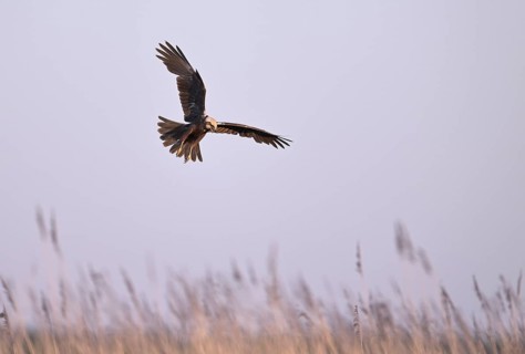 Calling female marsh harrier (Circus aeruginosus) in flight over reeds, Texel, North Holland,