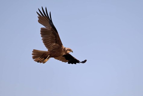 Marsh harrier (Circus aeruginosus), Texel, North Holland, Netherlands