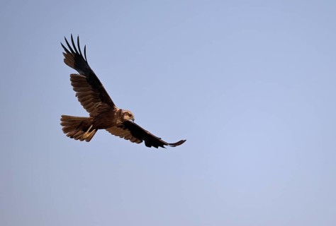Marsh harrier (Circus aeruginosus), Texel, North Holland, Netherlands