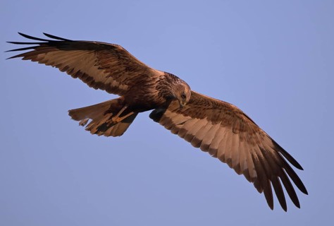 Flying male marsh harrier (Circus aeruginosus), Texel, North Holland, Netherlands