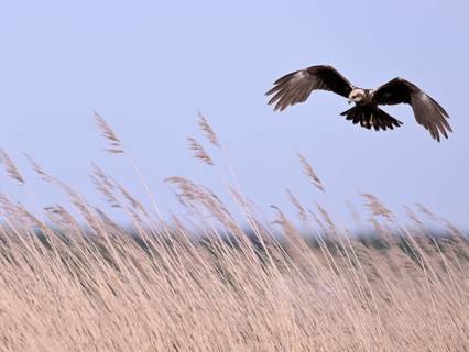 Female marsh harrier (Circus aeruginosus) flying over reeds, Texel, North Holland, Netherlands