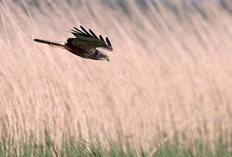 Male marsh harrier (Circus aeruginosus) in a dive, Texel, North Holland, Netherlands