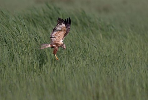 Male marsh harrier (Circus aeruginosus) in shaking flight over green reeds, Texel, North Holland,