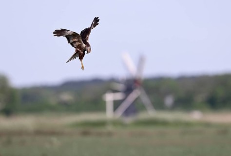Male marsh harrier (Circus aeruginosus) in shaking flight with a small windmill in the background,