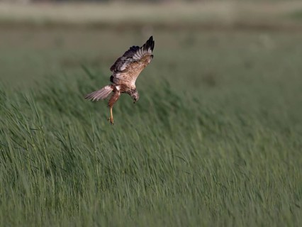 Male marsh harrier (Circus aeruginosus) in shaking flight over green reeds, Texel, North Holland,