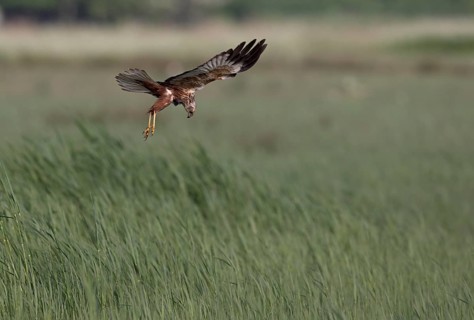 Male marsh harrier (Circus aeruginosus) in shaking flight over green reeds, Texel, North Holland,