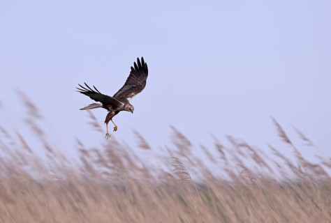 Male marsh harrier (Circus aeruginosus) with prey in the catch flies over reeds, Texel, North