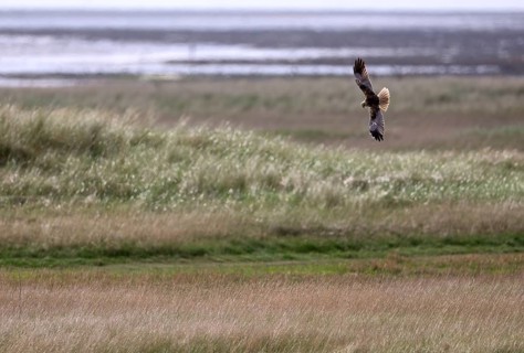 Marsh harrier (Circus aeruginosus) flying over grassland. Texel, North Holland, Netherlands
