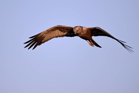 Flying male marsh harrier (Circus aeruginosus), Texel, North Holland, Netherlands