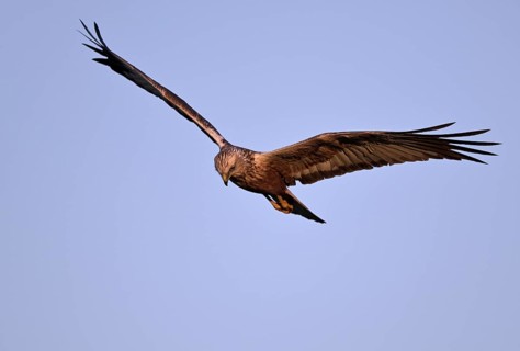 Flying male marsh harrier (Circus aeruginosus), Texel, North Holland, Netherlands