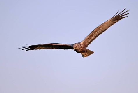 Flying male marsh harrier (Circus aeruginosus), Texel, North Holland, Netherlands