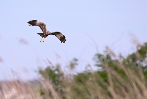 Male marsh harrier (Circus aeruginosus) with prey in the catch flies over reeds, Texel, North