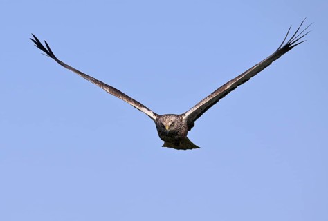 Frontal approaching male marsh harrier (Circus aeruginosus), Texel, North Holland, Netherlands
