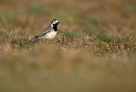 White wagtail (Motacilla alba) with insect in beak, Texel, North Holland, Netherlands