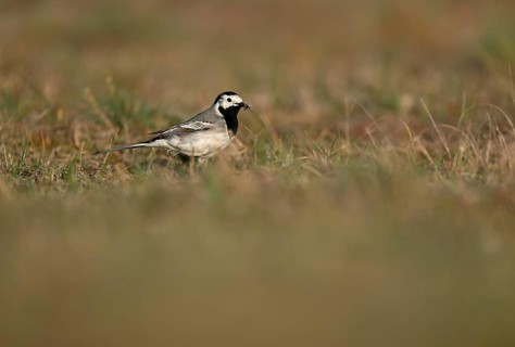 White wagtail (Motacilla alba) with insect in beak, Texel, North Holland, Netherlands