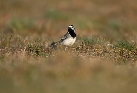 White wagtail (Motacilla alba) with insect in beak, Texel, North Holland, Netherlands