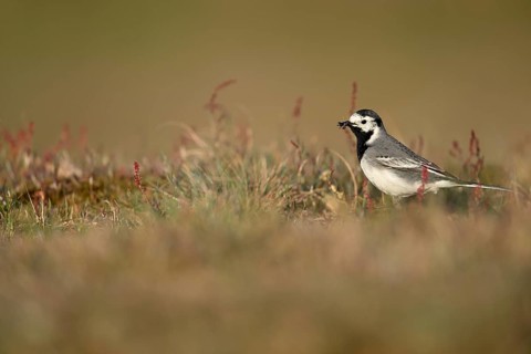 White wagtail (Motacilla alba) with insect in beak, Texel, North Holland, Netherlands