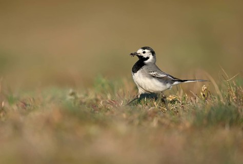 White wagtail (Motacilla alba) with insect in beak, Texel, North Holland, Netherlands