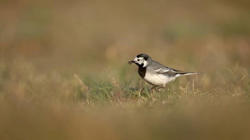 White wagtail (Motacilla alba) with insect in beak, Texel, North Holland, Netherlands
