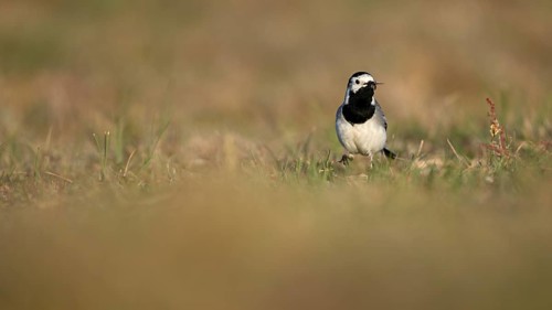 White wagtail (Motacilla alba) with insect in beak, Texel, North Holland, Netherlands
