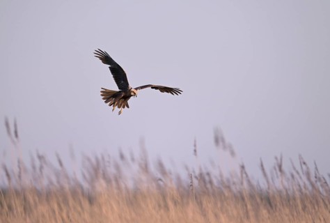 Calling female marsh harrier (Circus aeruginosus) in flight over reeds, Texel, North Holland,