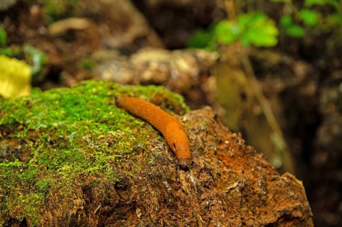 Brown nudibranch in a forest on a tree stump with moss, Thuringia, Germany