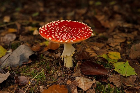 Fly agaric in the Thuringian Forest in autumn, Amanita muscaria, poisonous, Thuringia, Germany