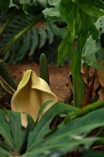 Flowering monstera, window leaf, close-up with bokeh, Spain