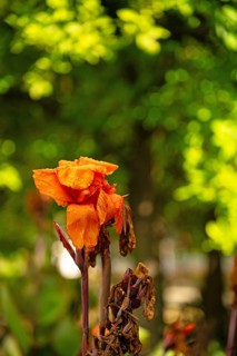 Flowering cane, Canna, almost withered, close-up with bokeh, Andalusia, Spain