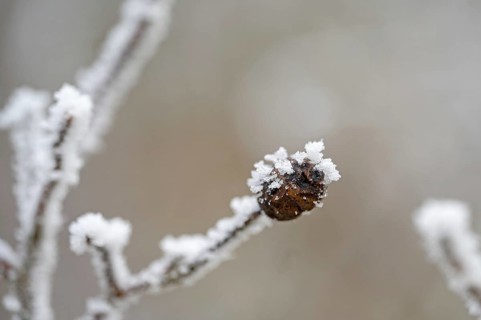 Brown shrivelled rosehip with ice crystals in winter, close-up with bokeh, still life, Erfurt,