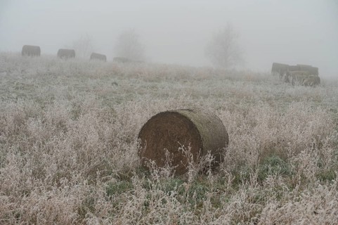 Hoarfrost on a field in winter with fog, straw rolls and straw bales, Erfurt, Thuringia, Germany