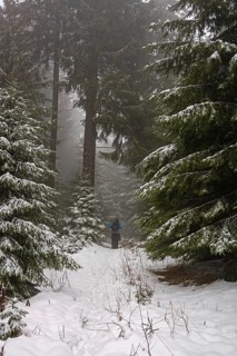 Hiking in a gloomy forest in winter in the Ore Mountains, spruces and snow, Oberwiesenthal, Saxony,