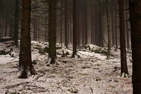 Gloomy forest in winter in the Ore Mountains, spruces and snow, Oberwiesenthal, Saxony, Germany
