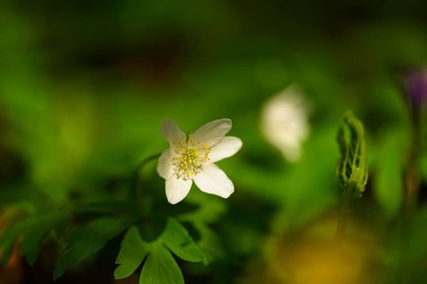 Wood anemone in a forest, close-up of a wildflower with bokeh, Anemone nemorosa, Erfurt, Thuringia,