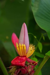 Blossom of a Kenya banana, Musa, Costa Rica