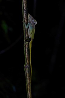Helmeted Basiliscus in a rainforest in Costa Rica, Basiliscus, Basiliscus basiliscus, night shot
