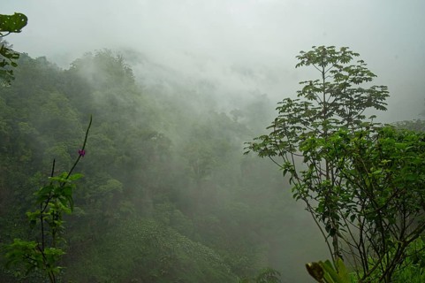 Cloud forest in Costa Rica, rainforest on the edge of the Poas volcano, Poas region, Costa Rica
